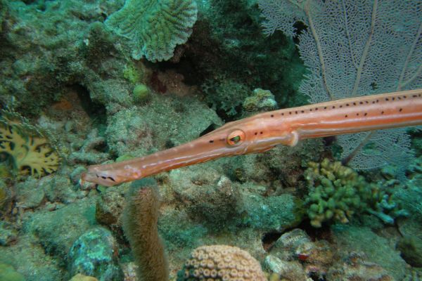 Poisson trompette Trumpetfish Aulostomus maculatus